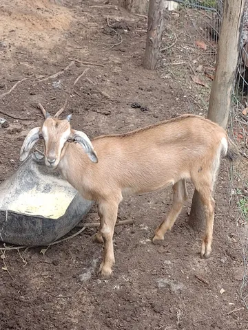 Cabrita 3 meses