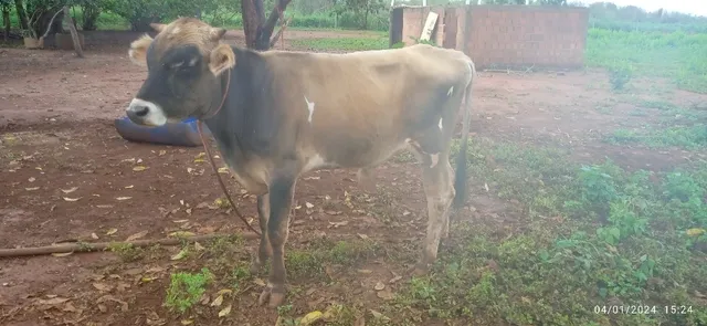 Venda