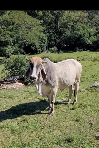 Vacas Zebuas mansas