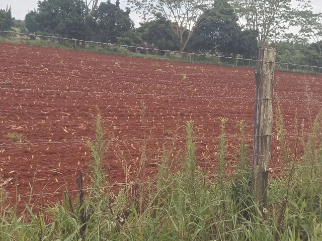 Vendo angola macho adulto 40 reais interessados chamar no Whatsapp *
