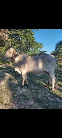 Vendo 