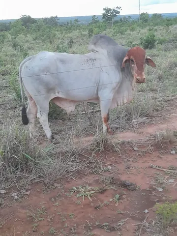 Garrote tabapuan