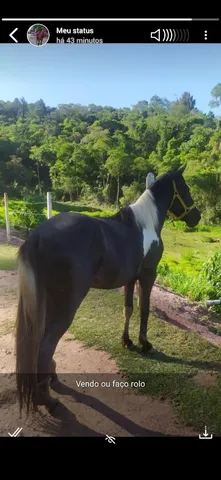 Garanhão pampa de preto homozigoto 