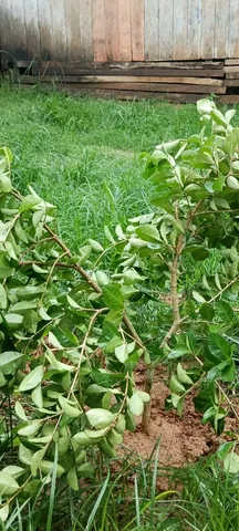 Muda acerola abacate e jaboticaba 