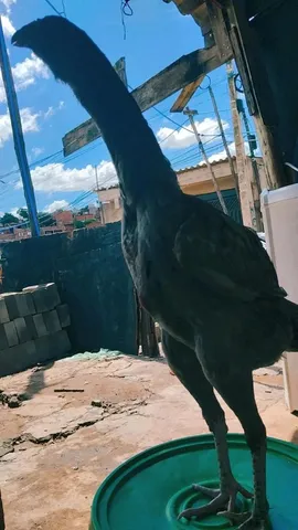 Matriz puva 