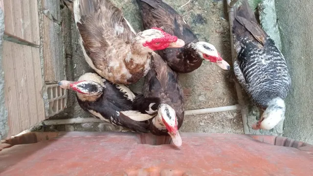 Pato