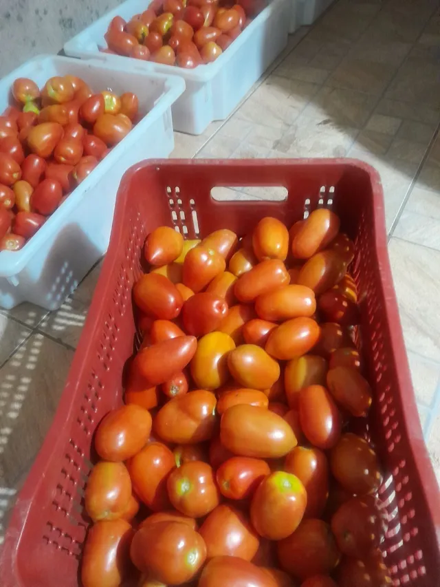 Tomate saladete 75 reais a caixa 