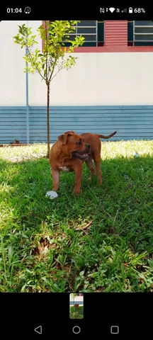 Cobertura American bully 