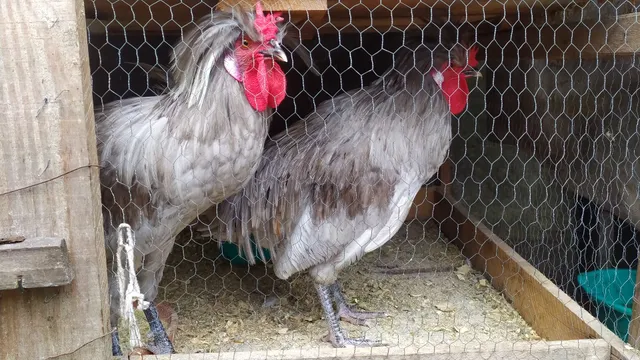 Galo polonês 