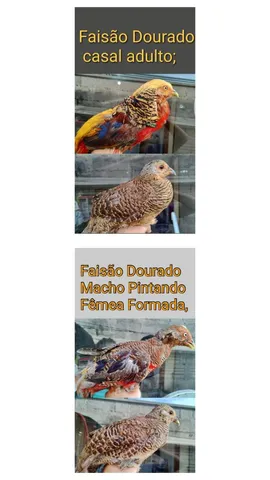 Local Araraquara Sp entrega só ser combinada 