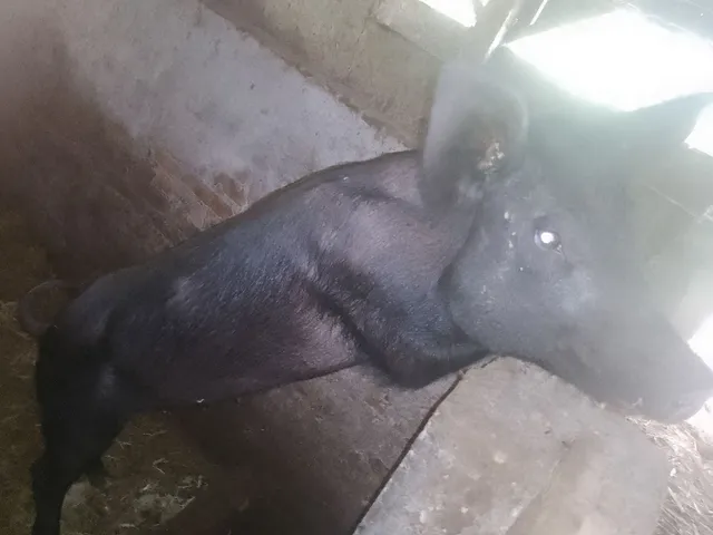 Vendo porca 