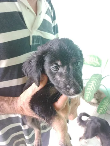 Cachorrinho para doação 