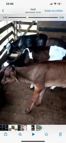 Vendo 16 vacas leiteira 