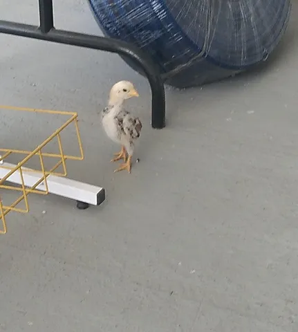 Mini Cornish