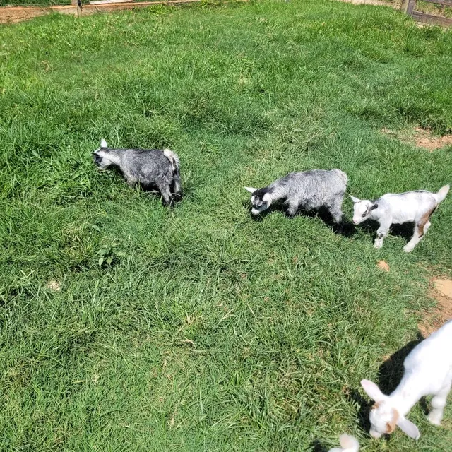 Mini cabra / filhotes / Pet
