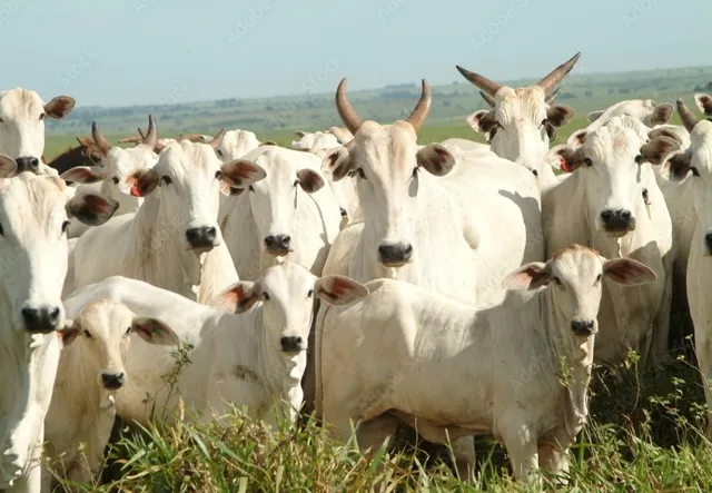 Vacas Nelore Prenhas