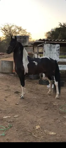 Mangalarga/ pampa