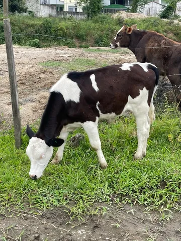 Terneiro 