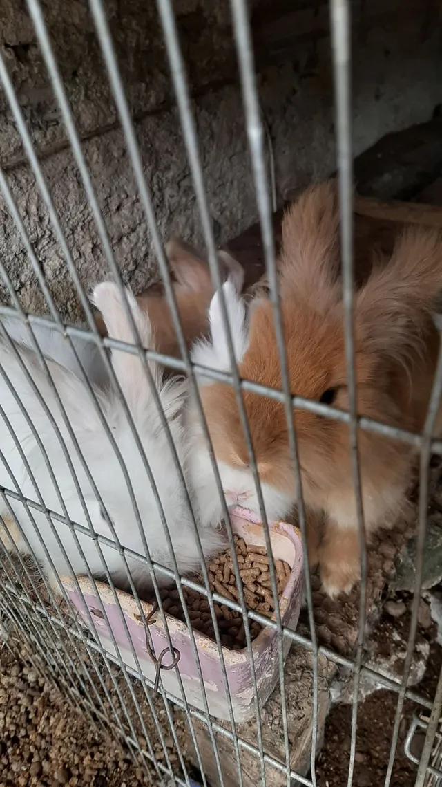 Coelhos Mini Lion 