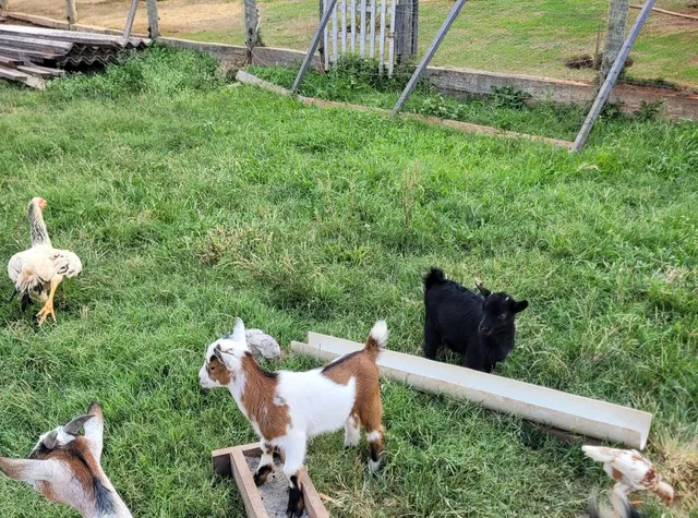 Mini cabra / Mini cabrito / Mini bode/ Mini animais