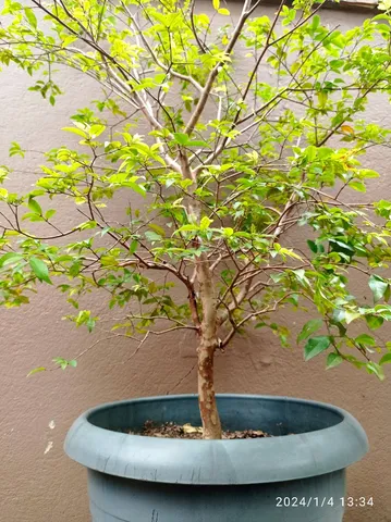 Jabuticabeira 