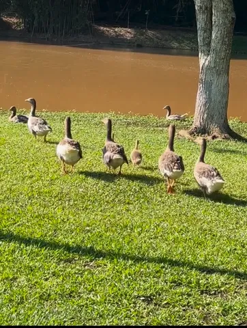 Vendo Gansos com bico laranja - sítio Itatiba 