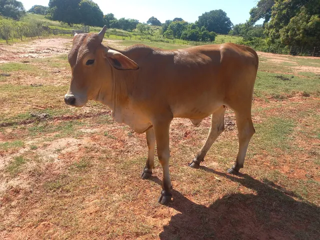 Vendo 