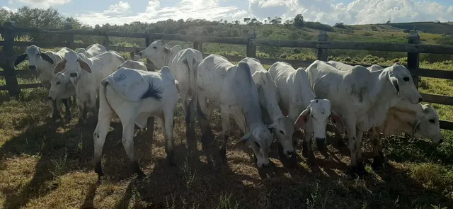Garrotinhos 