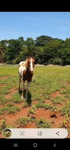 Potro Paint Horse 