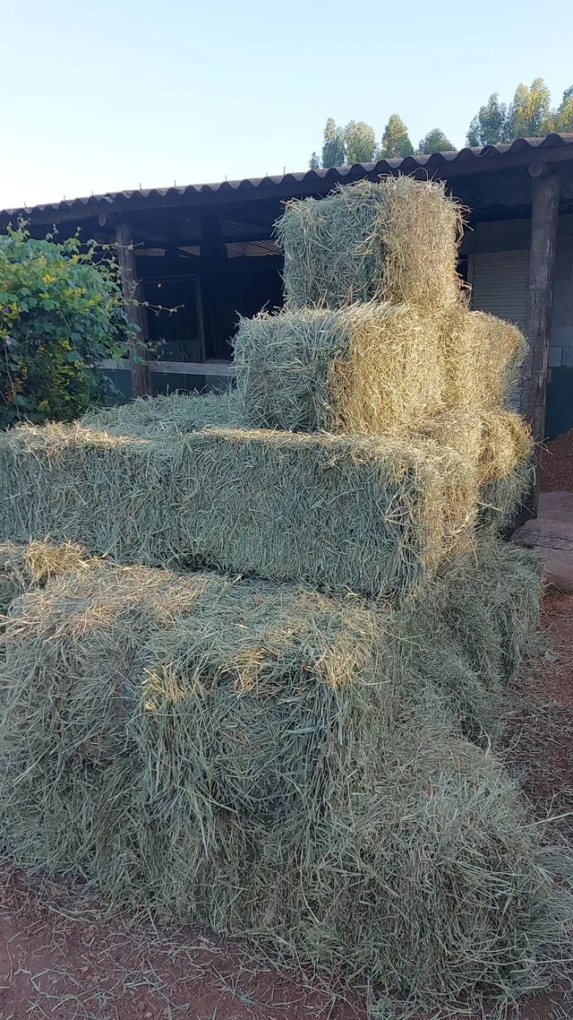 Melhor feno da região faça agora sua cotação 