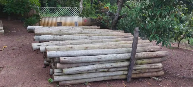 Estacas para plantio de pimenta do reino 
