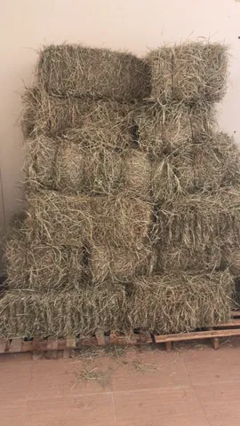 Feno 
