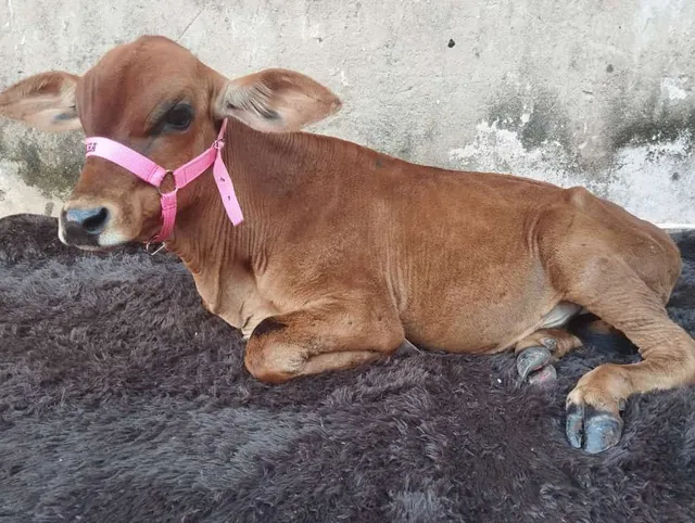Mini boi macho Troca em pônei 