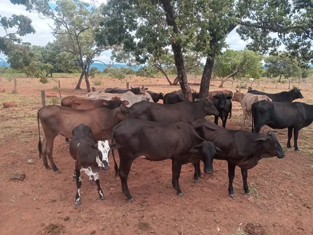 Vendo vacas e novilhas 