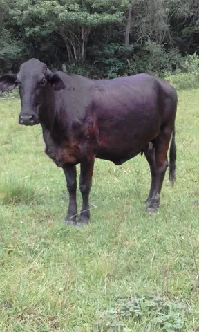Vendo 3 vacas girolando R$ 6,500 cada
