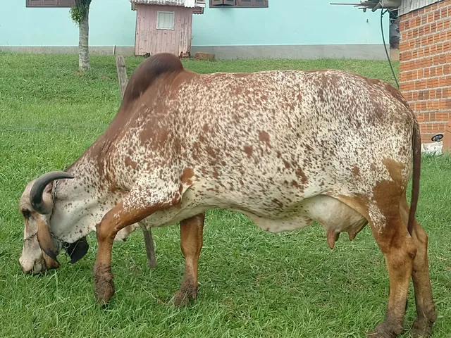 Vendo vaca gir leiteiro 