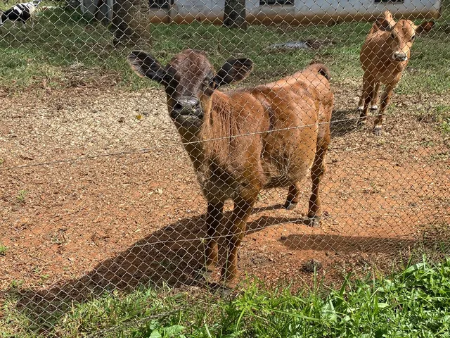 Vendo um casal boi vaca