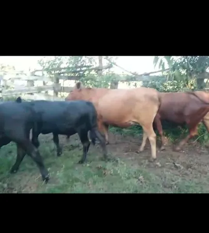 Terneiros e novilhas 