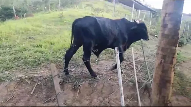 Boi para venda