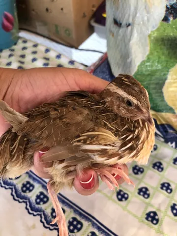 Vendo pato 