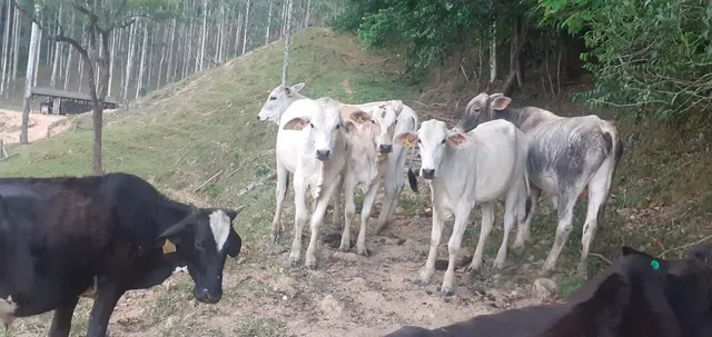 " Vendo lote de terneiros "