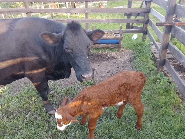 Vaca com cria ao pé. 