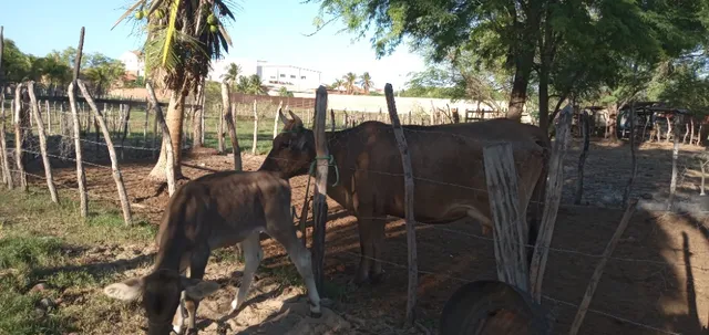 Vendo vaca parida 