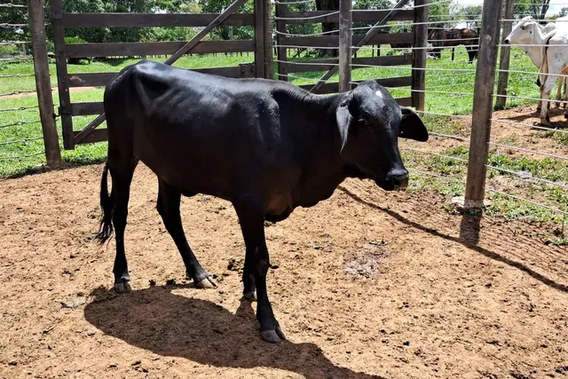 Bezerra leiteira novilha 