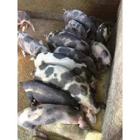 Leitoa caipira e porco caipira 