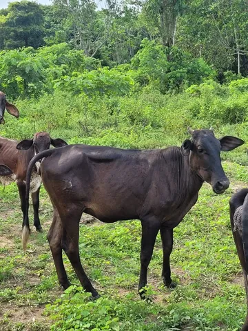 Pra vender essa novilha 