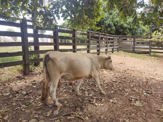 Charolês 
