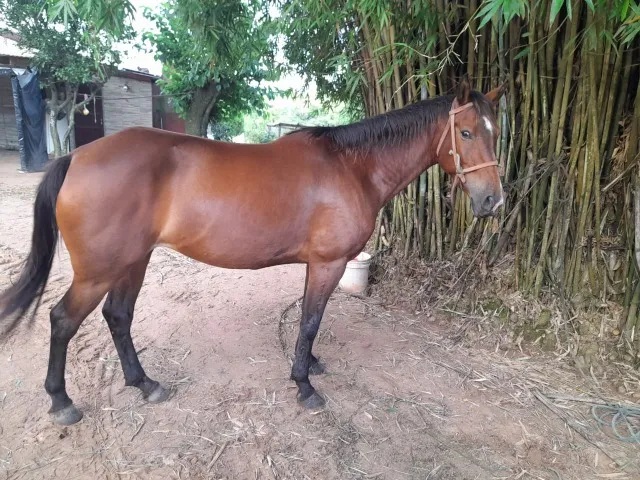 Égua 