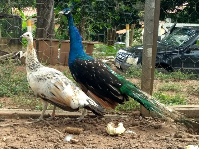  Pavão 