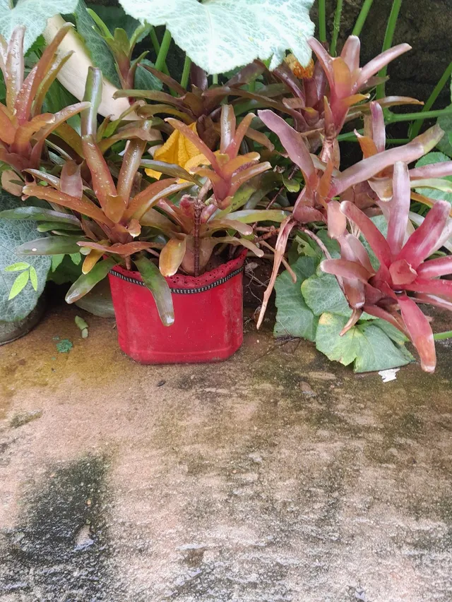 Vendo plantas 